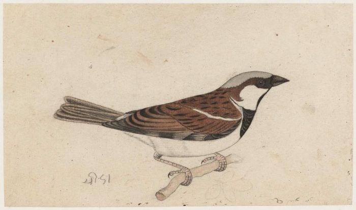 Sparrow  - Rajasthan, 19th Century